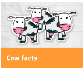 Cow Facts Complete Tile Summer