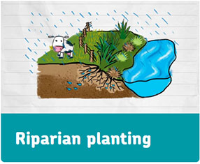 Riparian Planting Image For Winter Module V2